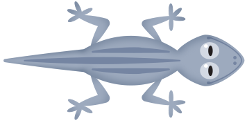 Lava lizard Lava lizard